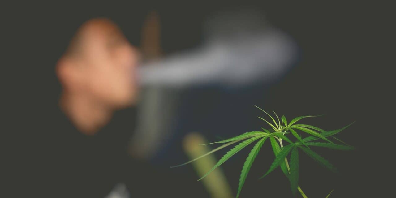 Smoking Cannabis Ups Heart Attack and Stroke Risk